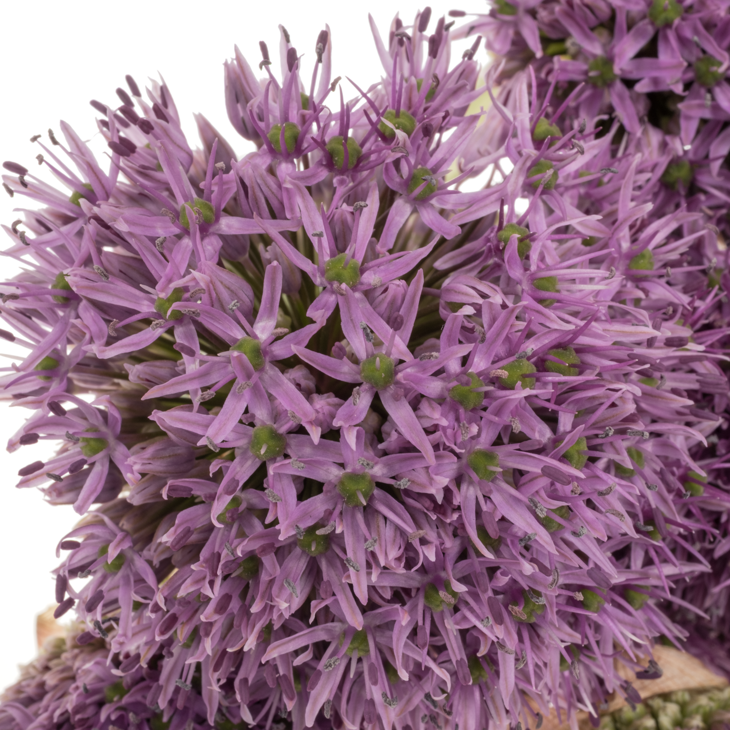 Allium lila Gladiator extra 85cm