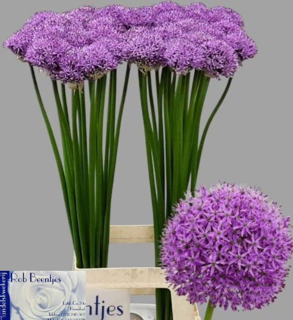 Allium lila Gladiator extra 80cm