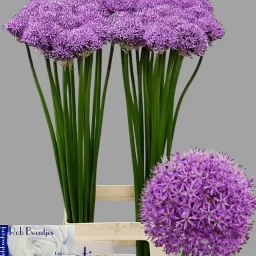 Allium lila Gladiator extra 80cm