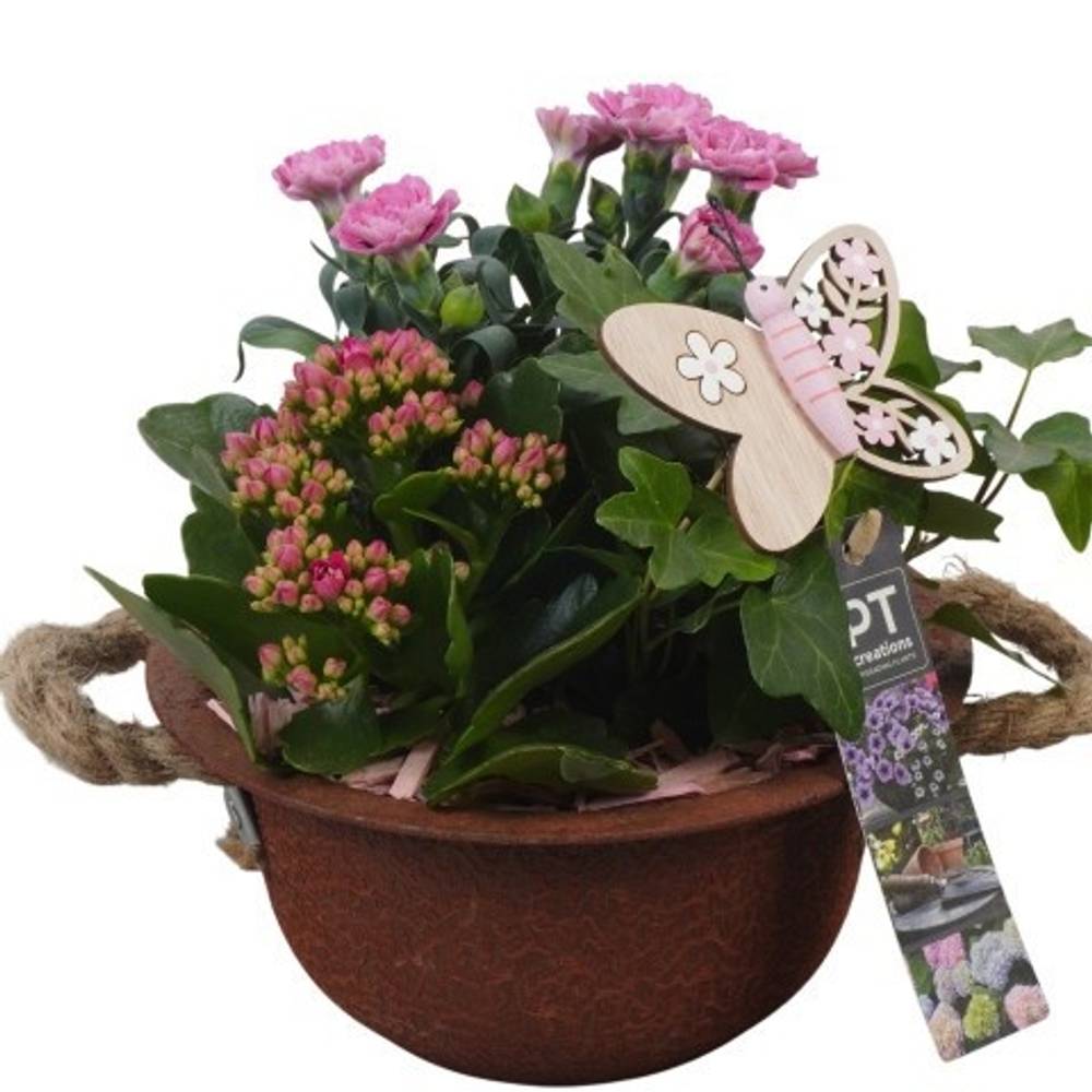 Garten.Arr PTPP6841 T18 H021