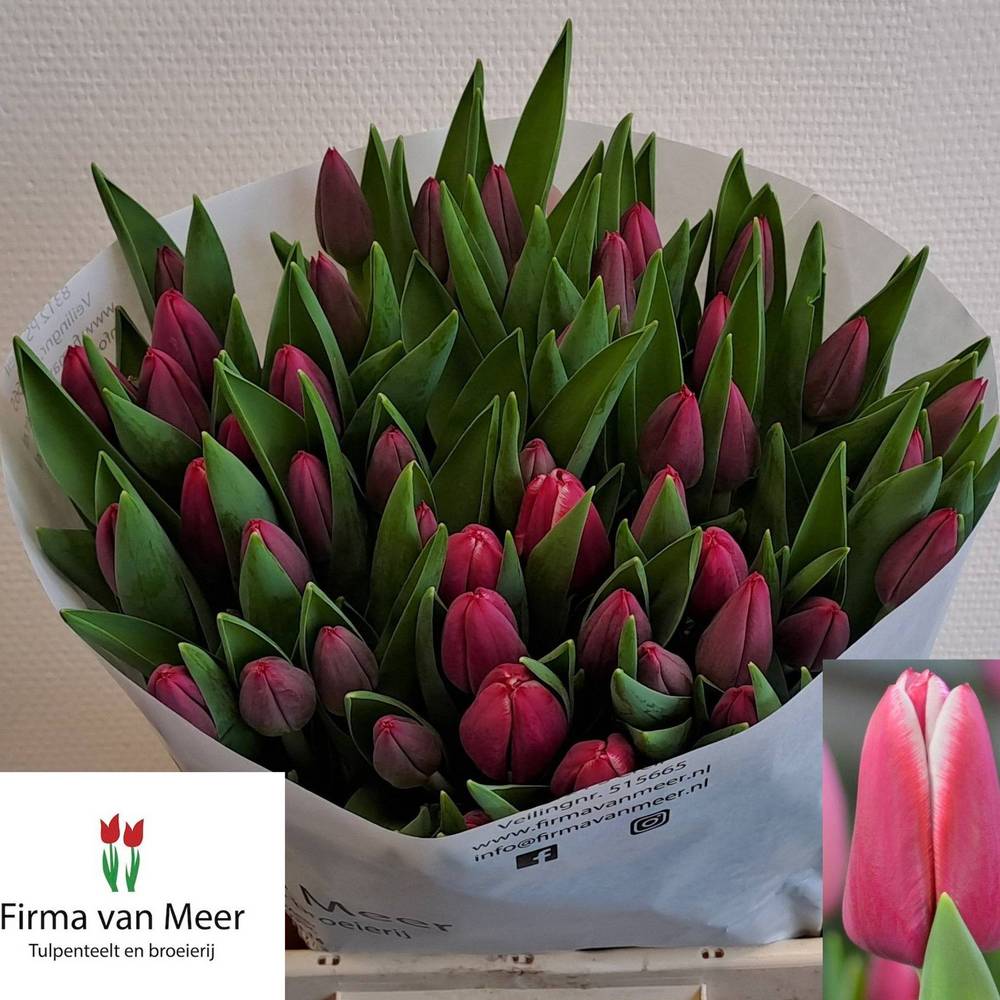 Tulpe rosa dunkel Lornah 36 Gramm