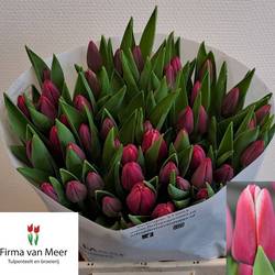 Tulpe rosa dunkel Lornah 36 Gramm