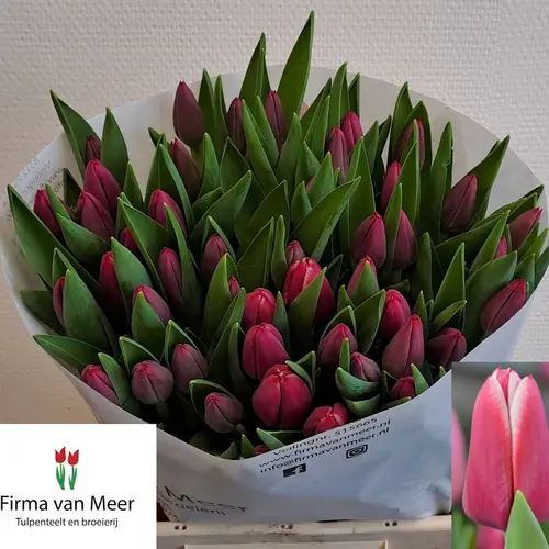 Tulpe rosa dunkel Lornah 36 Gramm