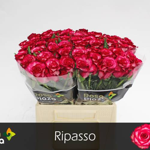 Rose creme/fuchsia Ripasso 40cm