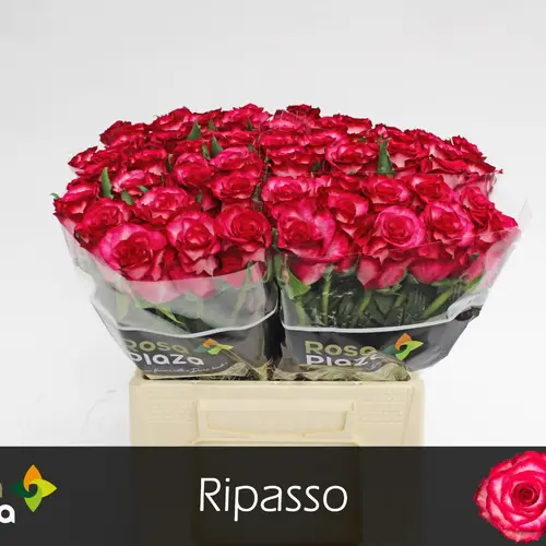 Rose creme/fuchsia Ripasso 40cm