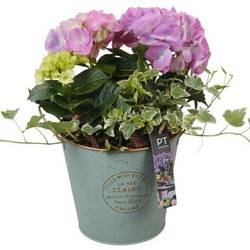 Garten.Arr PTPP6868 T18 H033