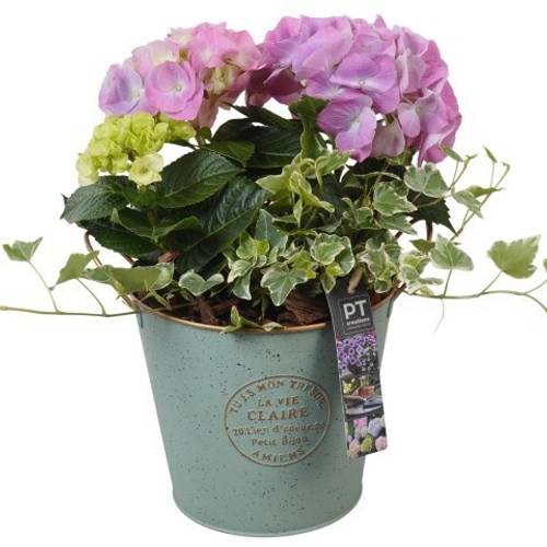Garten.Arr PTPP6868 T18 H033