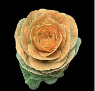 Zierkohl lachs gefärbt 60cm