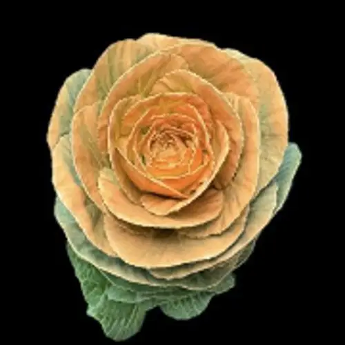 Zierkohl lachs gefärbt 60cm