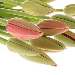 Franz.rosa Renown 56 Gramm 50cm