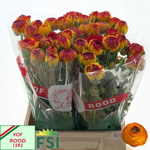 Ranunkel gelb-rot Aazur Fireball 35 Gramm 46cm