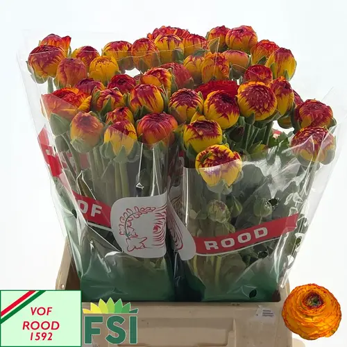 Ranunkel gelb-rot Aazur Fireball 35 Gramm 46cm