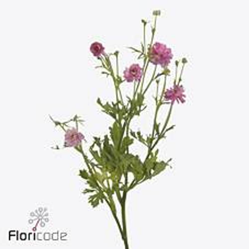 Ranunkel dunkel rosa Natura Moderna Dolce 70cm