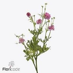 Ranunkel dunkel rosa Natura Moderna Dolce 70cm