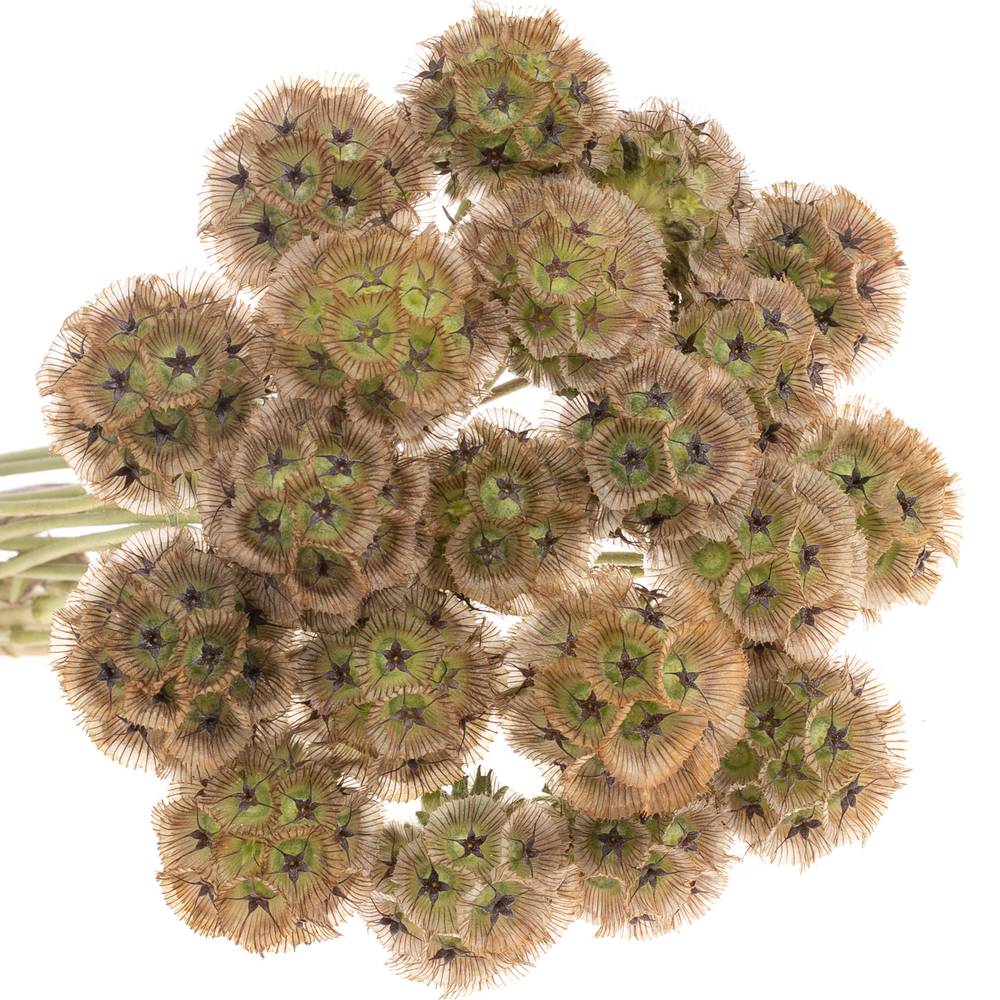 Scabiosa sternkugel 45cm