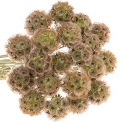 Scabiosa sternkugel 45cm