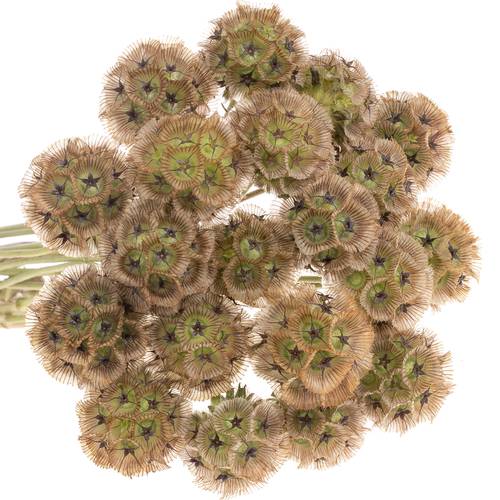Scabiosa sternkugel 45cm