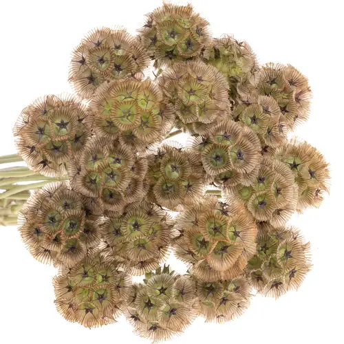 Scabiosa sternkugel 45cm