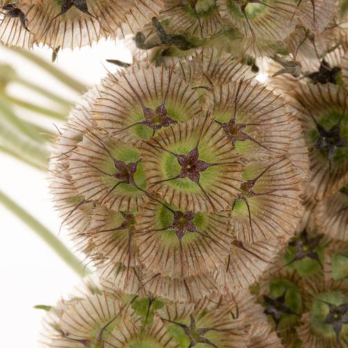 Scabiosa sternkugel 45cm