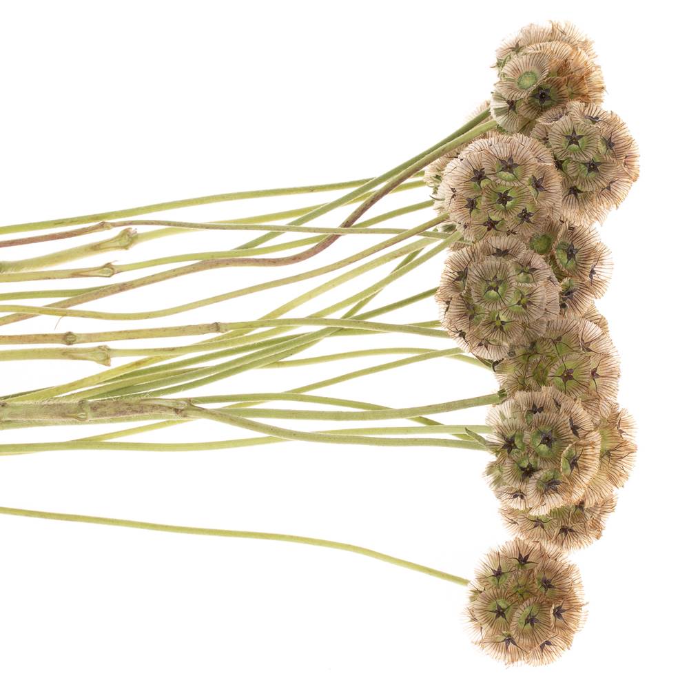 Scabiosa sternkugel 45cm
