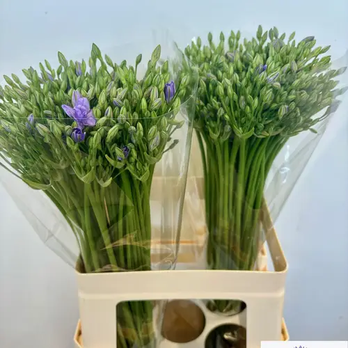 Brodea lila Twin Sisters 60cm