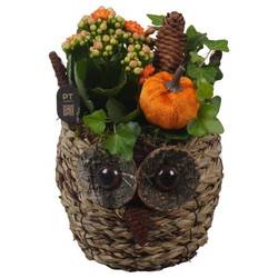 Kal.Arr PTHI3310 Herbst T13 H021