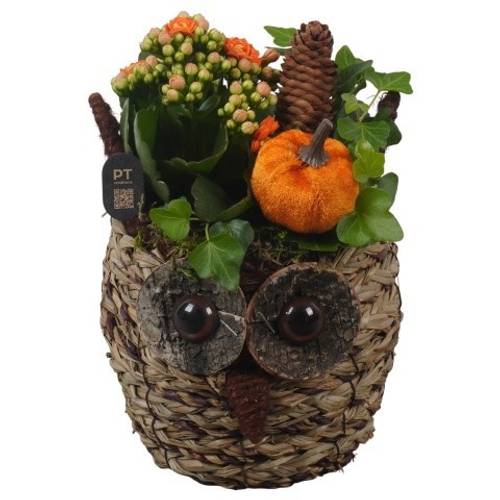 Kal.Arr PTHI3310 Herbst T13 H021