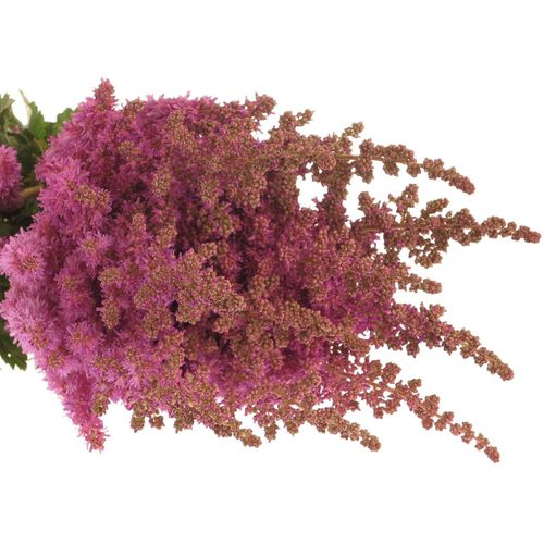 Spirea lila     60cm