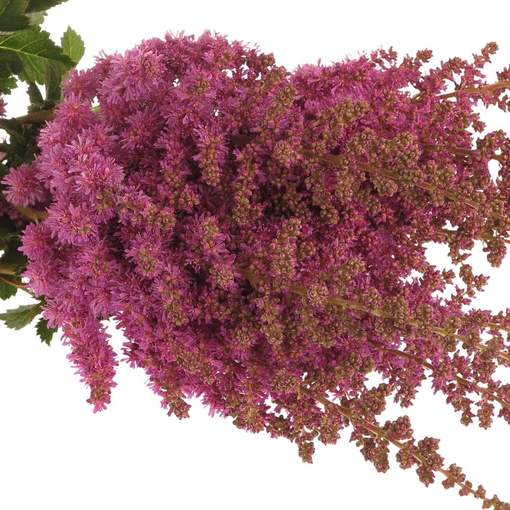 Spirea lila     60cm