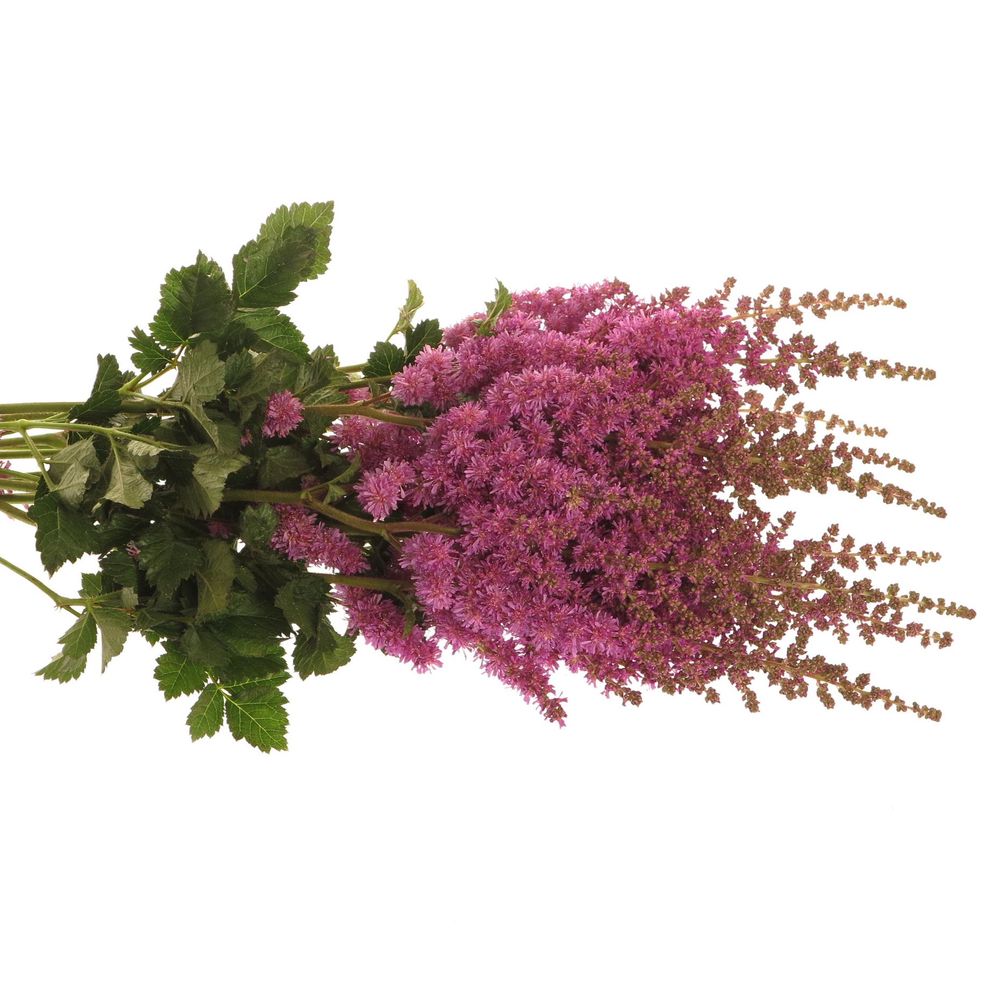 Spirea lila     60cm