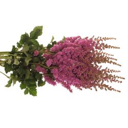 Spirea lila     60cm