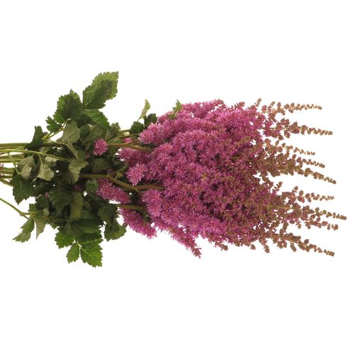Spirea lila     60cm