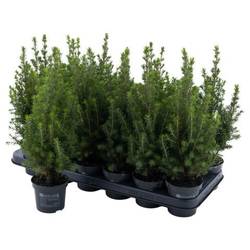 Picea Conica Perfecta PTK262 T09 H031