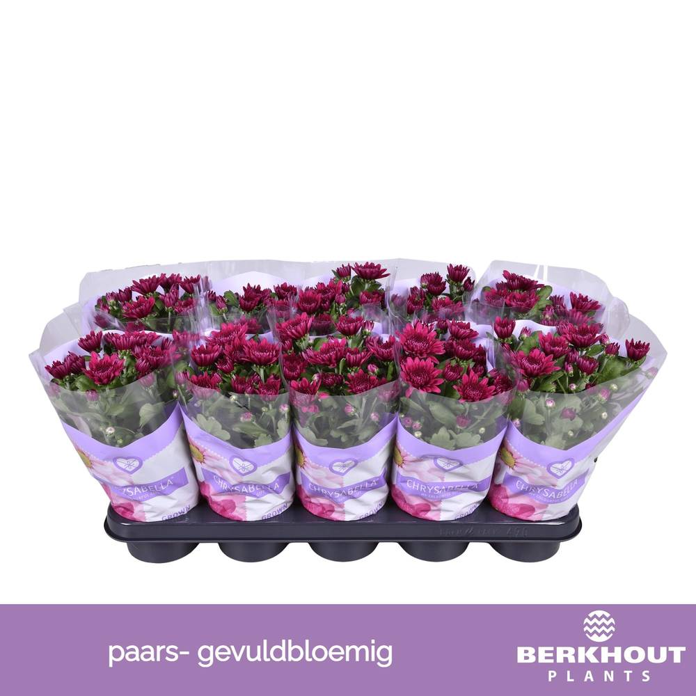 Chrysantheme lila Tourmalet T12 H026