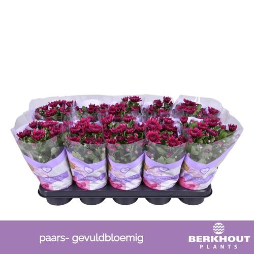 Chrysantheme lila Tourmalet T12 H026
