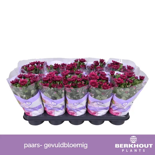 Chrysantheme lila Tourmalet T12 H026