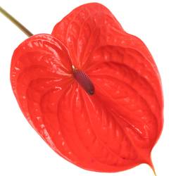 Anthurium rot Impulz Blüte 11cm