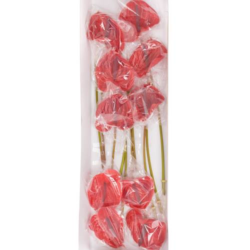 Anthurium rot Impulz Blüte 11cm