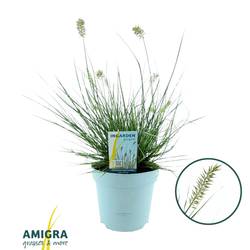 Pennisetum hell grün Little Honey T15 H040