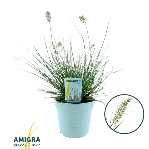 Pennisetum hell grün Little Honey T15 H040
