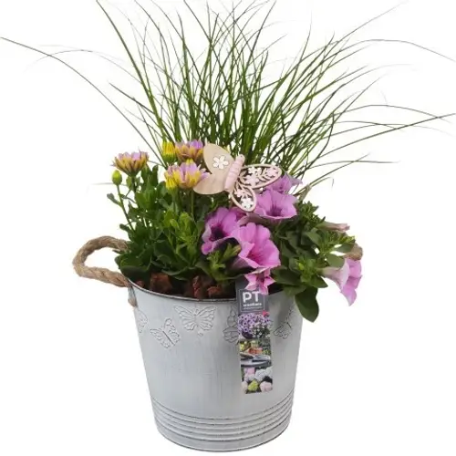 Garten.Arr PTPP6816 T19 H046