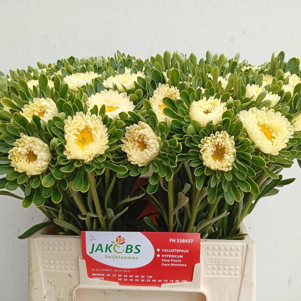 Sommeraster gelb Geel 45cm