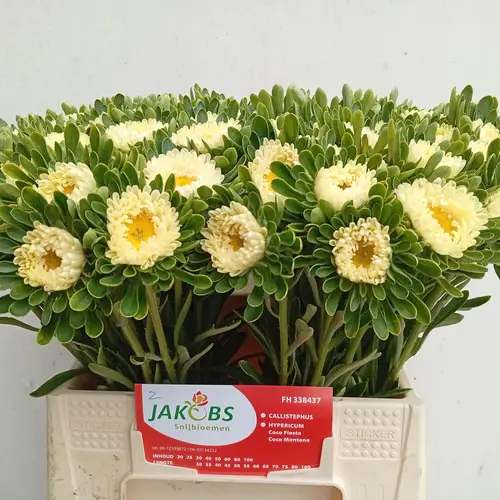 Sommeraster gelb Geel 45cm