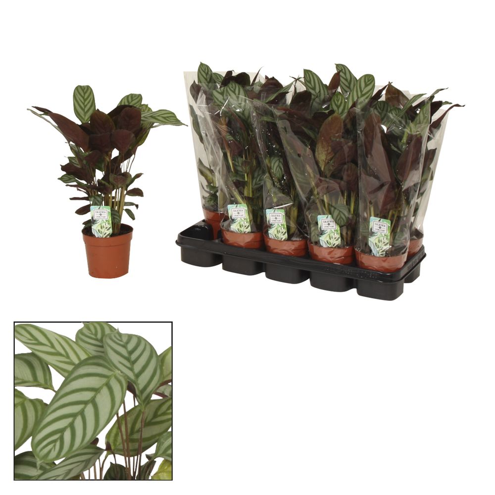 Calathea Compactstar T12 H40