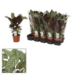 Calathea Compactstar T12 H40