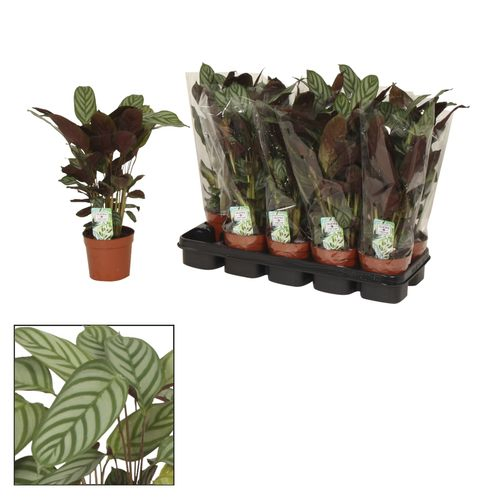Calathea Compactstar T12 H40