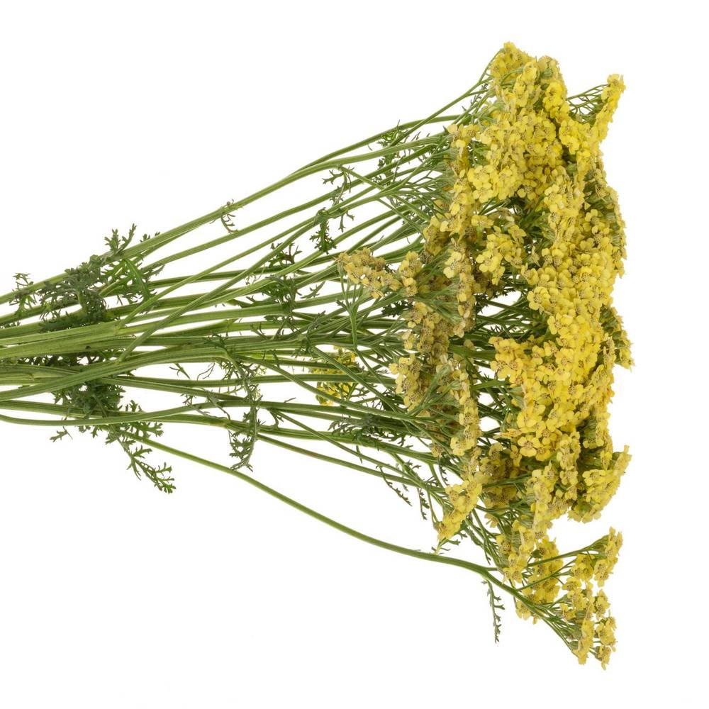 Achillea hell gelb Goldfinger 65cm