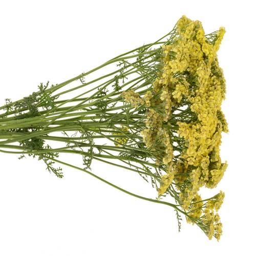 Achillea hell gelb Goldfinger 65cm