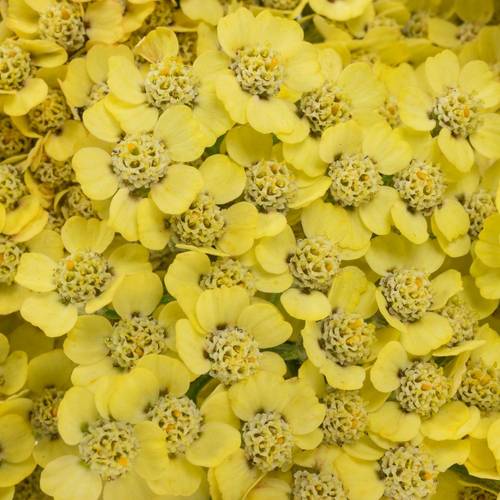 Achillea hell gelb Goldfinger 65cm