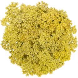 Achillea hell gelb Goldfinger 65cm